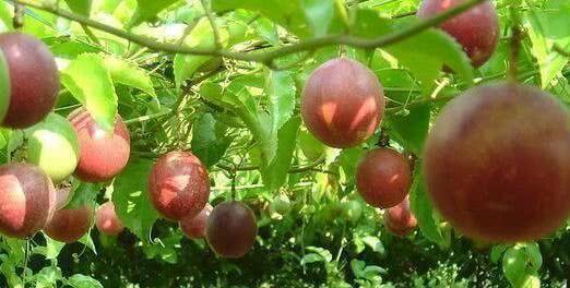 女性不妨坚持吃3种食物,排毒养颜、滋润肌肤,爱吃就赚了!