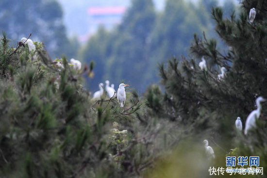 绿水青山鹭鸟|广西桂林：绿水青山鹭鸟来