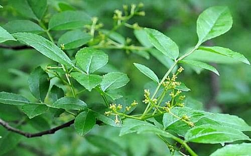 春天吃野菜，春芽最好吃，7种树上的春芽，好吃又营养，你可吃过