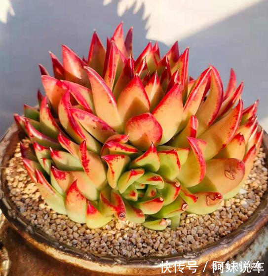 总算知道多肉艳丽的秘密了，原来都是这么控养出来，越控越艳丽