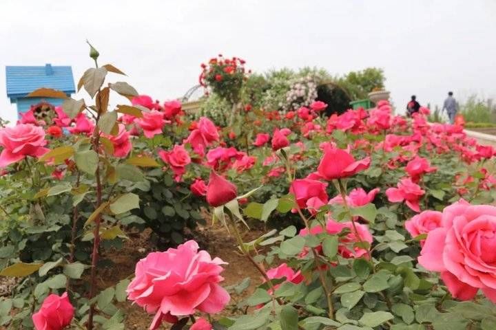 武俊|以花之名，遇见爱！泰山花海的“爱情花”进入盛放期啦