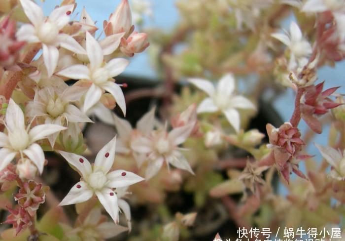 沙漠中绽放的花朵，耐旱花又美的沙漠玫瑰，号称“多肉花仙”