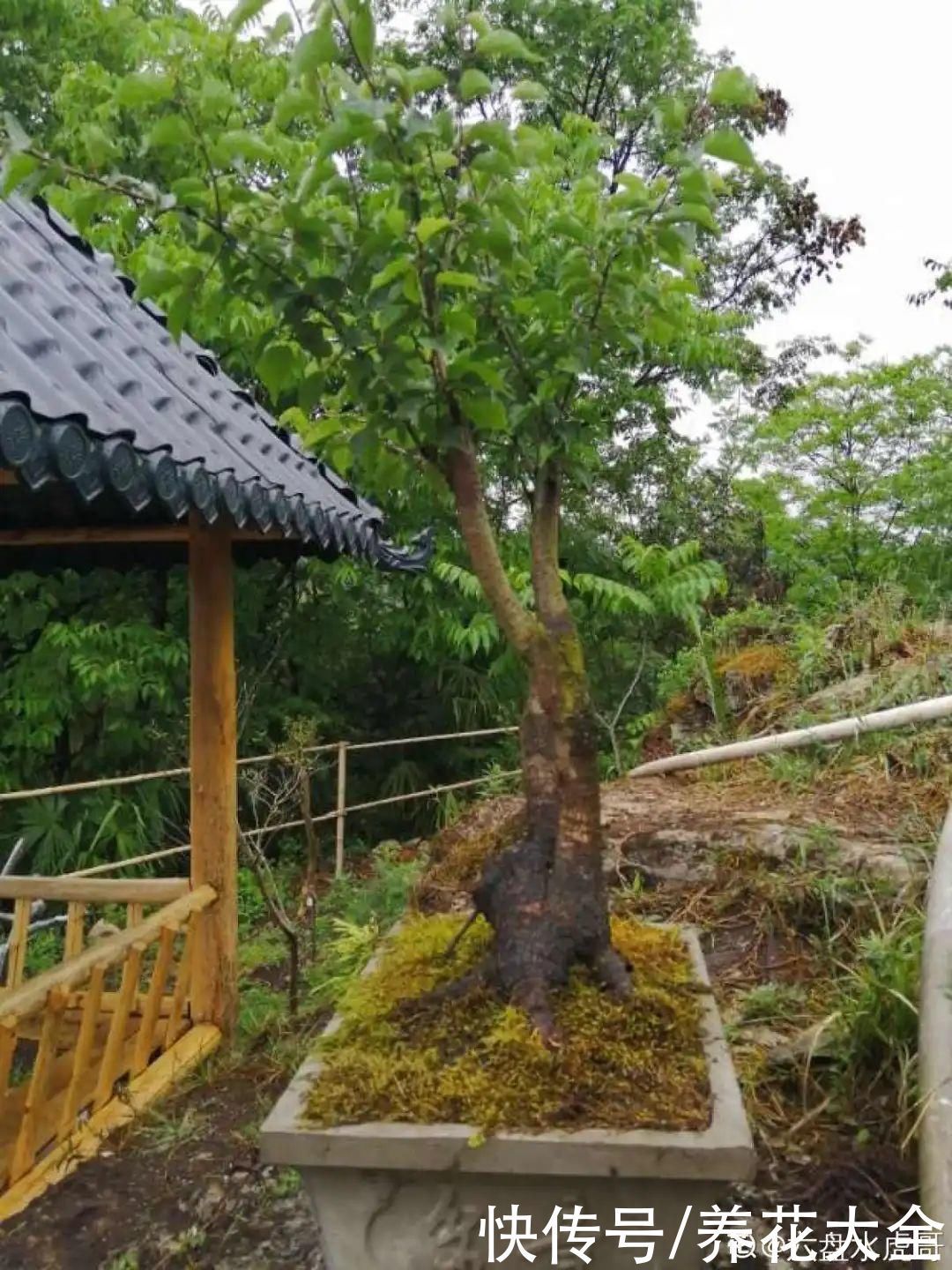 浇花|门前不栽竹,门后不留树,老祖宗传下来的养花谚语,特别准