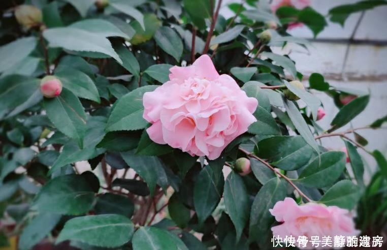 家中常见的6种花是“醋罐子”,多浇点酸水,叶子才能绿得发亮