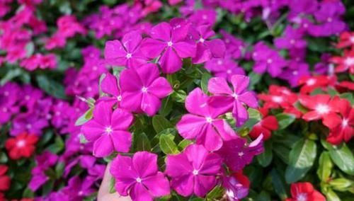  以推动植物|现在肥料品种太多，不知道怎么选择？教你正确使用，花开四季不断