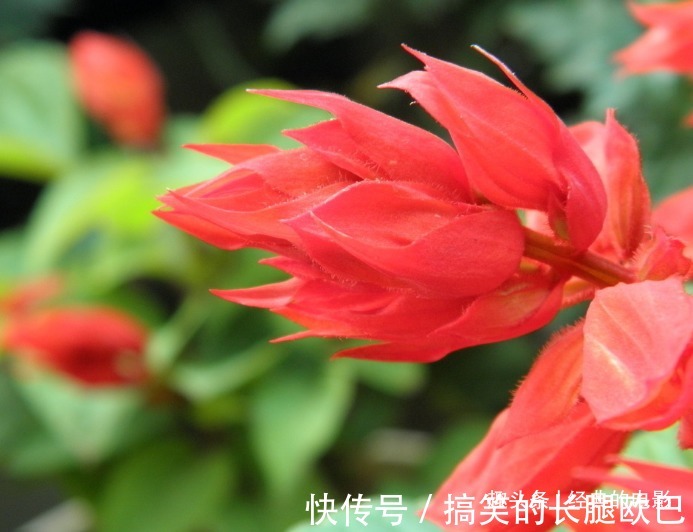 此花色泽鲜艳亮目,火一般的颜色十分喜庆,代表着恋爱的心