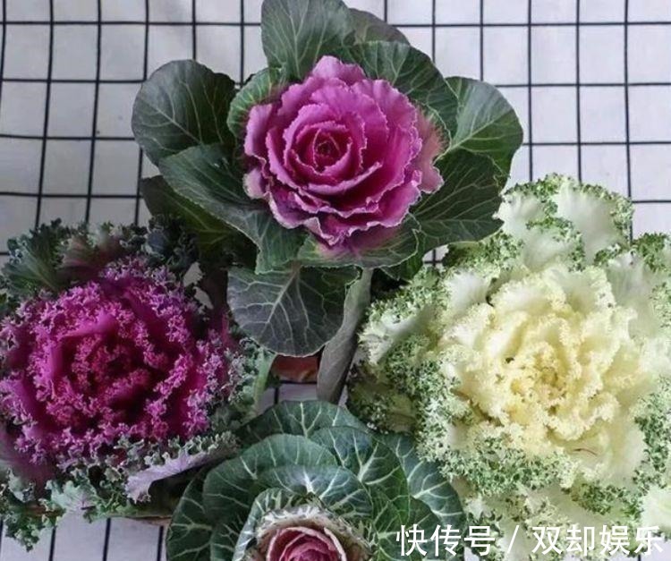 家里养花选它,生长旺繁殖快,养一盆等于养10盆,养2年成大户!