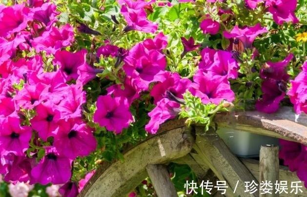 生活中五颜六色的花卉,花期还很长,不仅好养活看着还很开心