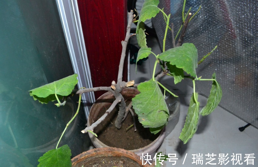 阳台养花过时了，盆栽这2款果树，赏花有果子吃，真令人羡慕