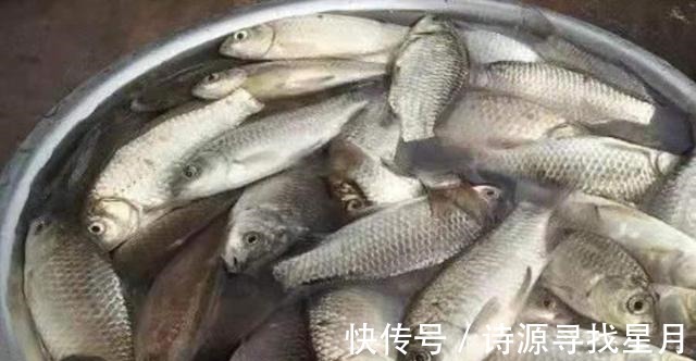鱼钩|十条鲫鱼跑五条,背后原因,一般人还真不晓得,切记莫忽视!