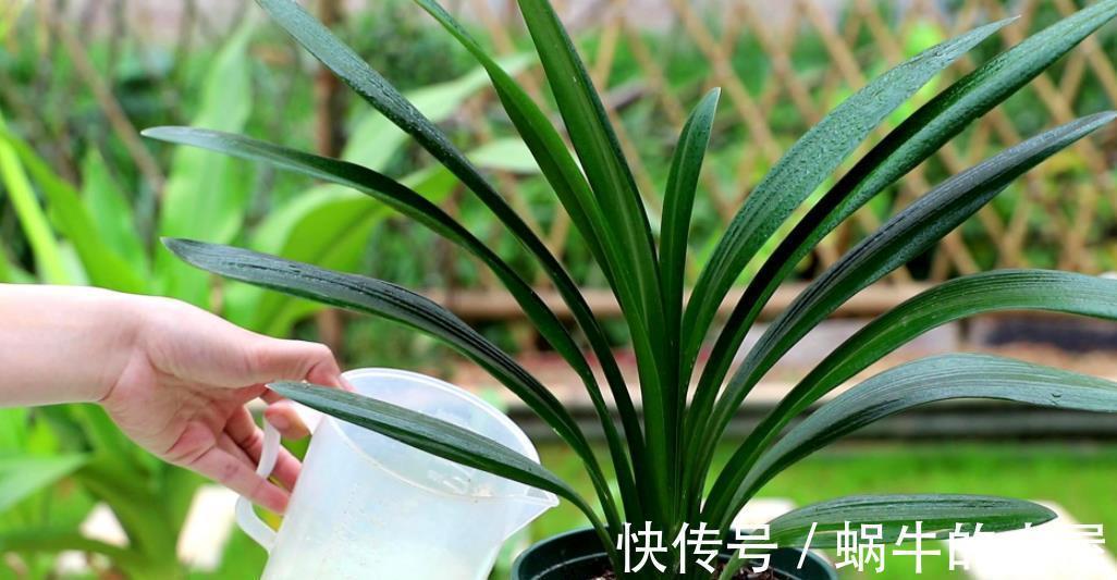 秋天君子兰进入生长关键期,提前给它“开小灶”,叶片肥厚又挺拔