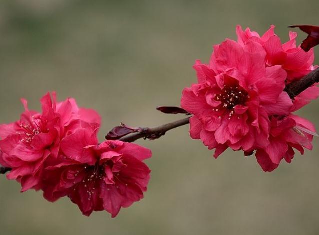 养盆“红叶碧桃”,入夏喝点“冰饮料”,花芽钻、花开一盆盆