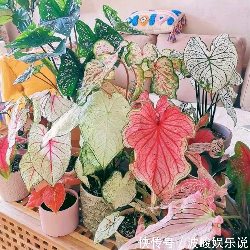 绿森林|8种“漂亮花”别晒大太阳，一晒就耷拉，客厅不见光，养成绿森林