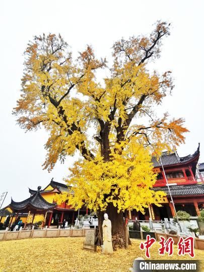 汤彦俊|上海千年银杏树身披“金甲”吸引游客