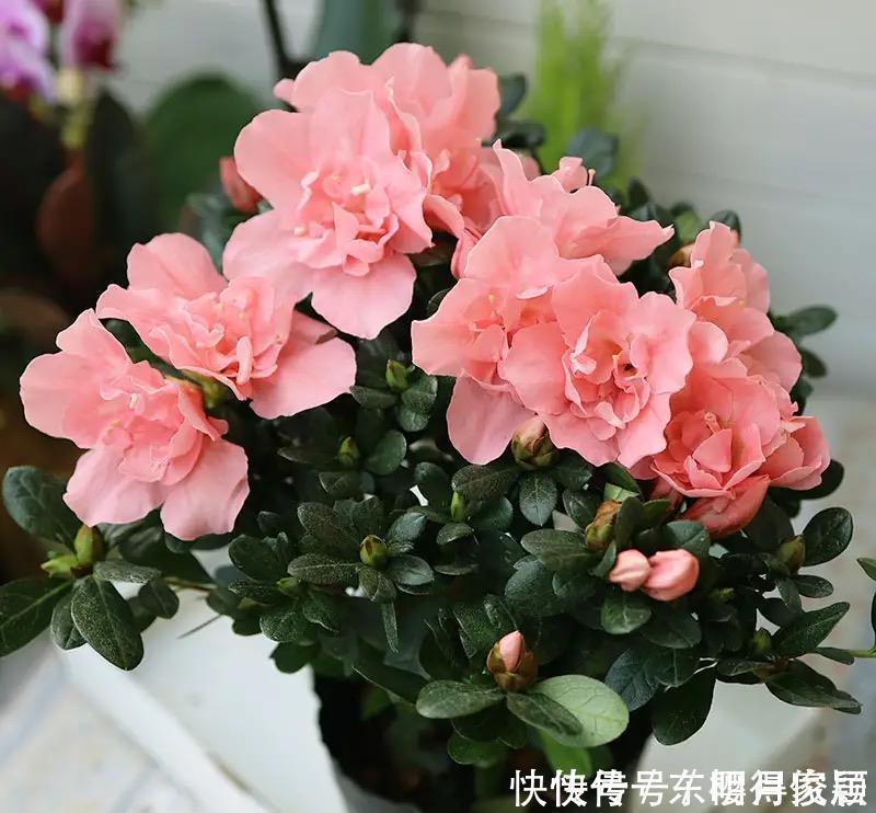 养花|这些“赔钱花”再漂亮也不要养,新手养殖要避开,不然越养越糟心