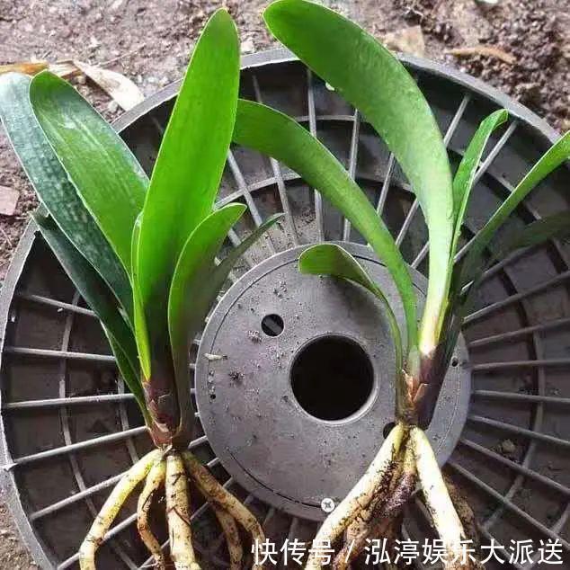 口诀|养君子兰，记住5个小口诀，养一盆旺一盆