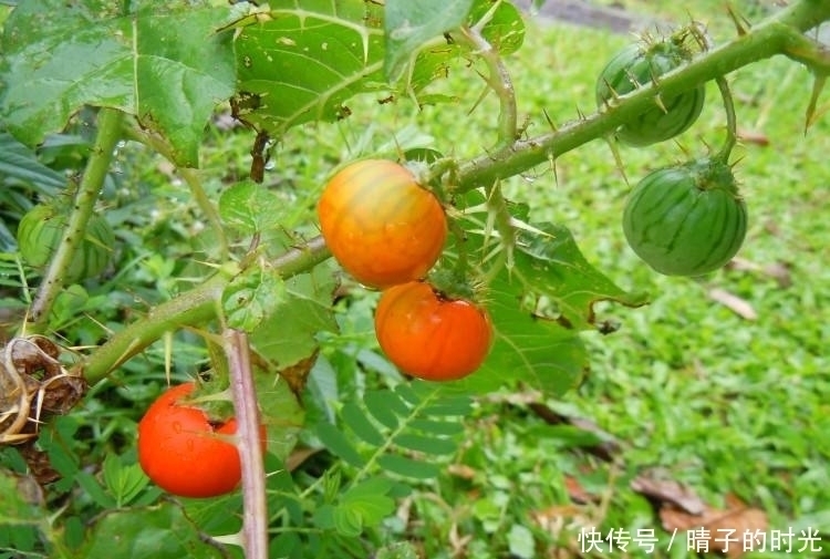 牙痛|入秋后不容错过此野果,能活血散瘀,止咳平喘,治牙痛,你认识吗