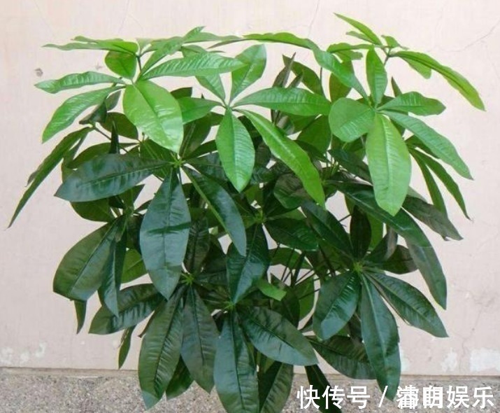 4种花“镇宅又招财”,顺风顺水,添福添运添富贵,红火一整年!