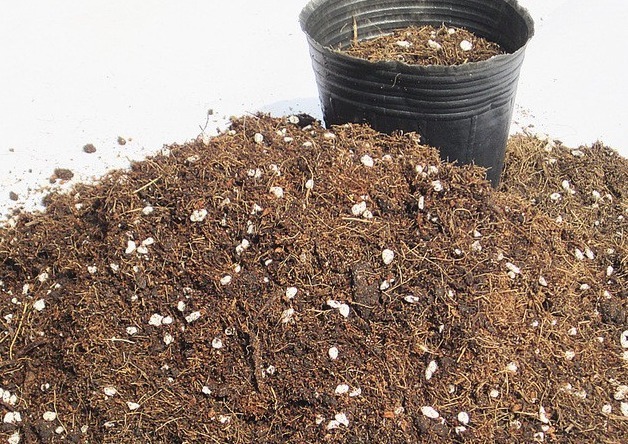 新手月季种植手册，修剪、病害防治等教程，种月季不再难