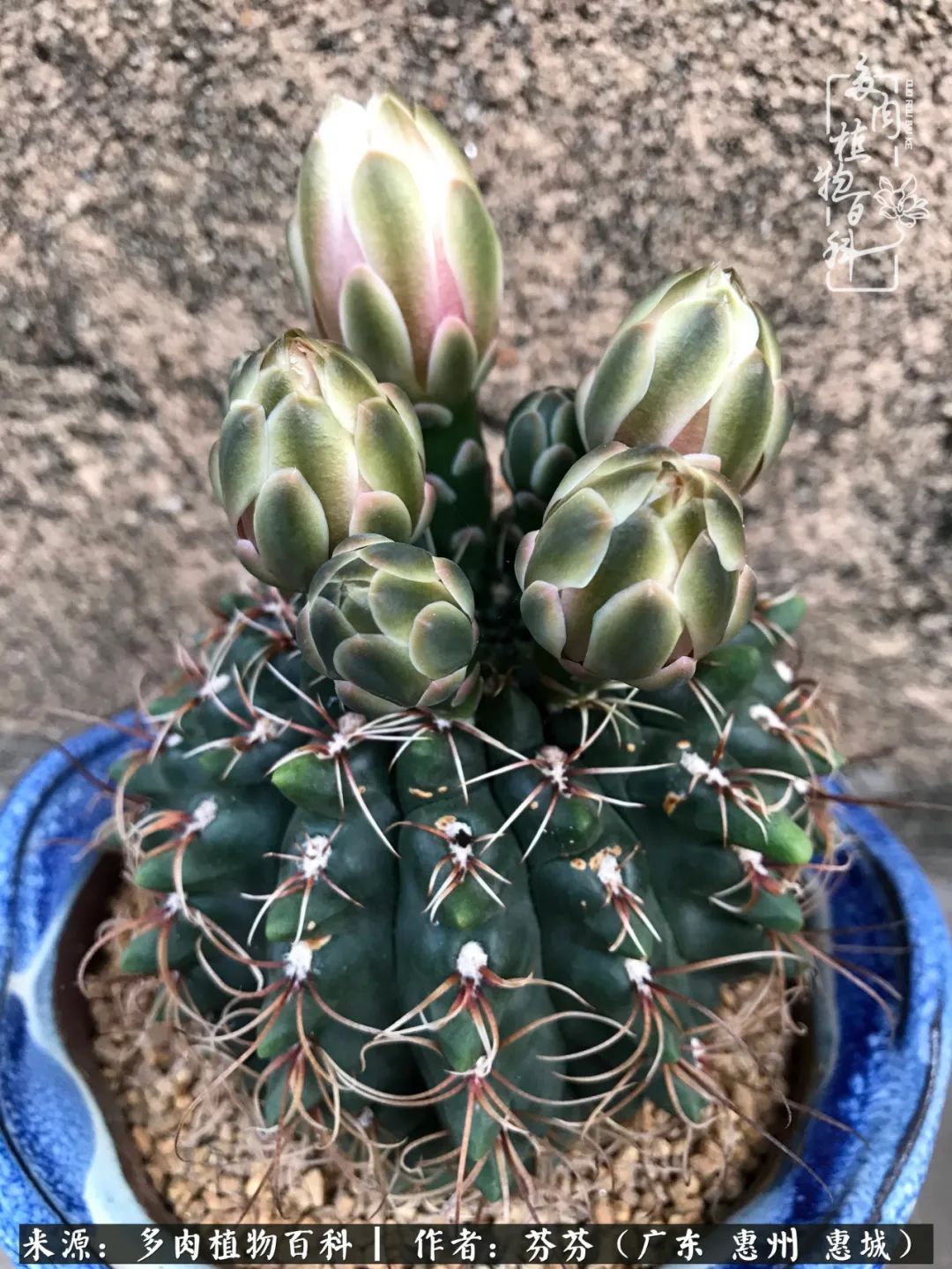 养花|一种爱好就是一种境界，养花养多肉可以培养一个人的心境！