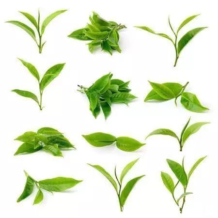 陆羽茶交所分享丨茶寿证实,什么饮料都不及一杯茶