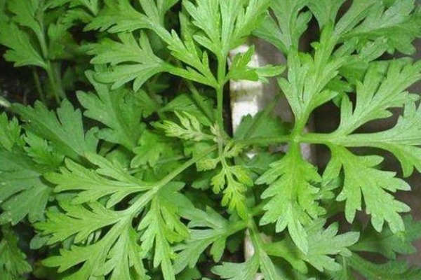 女性自身|50岁妇女患颈椎病，竟用一把艾叶给治好了，其实艾叶还有3大好处