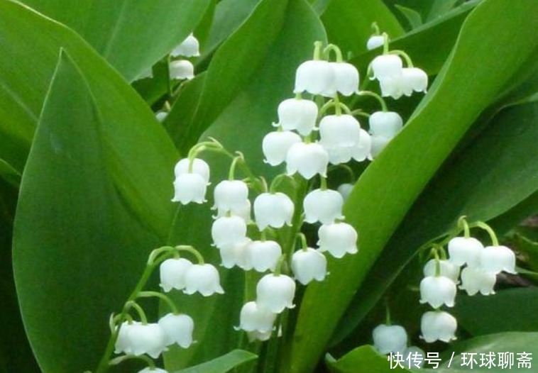 “4种花”不适合家里养,全株都有毒,再漂亮也要扔掉!