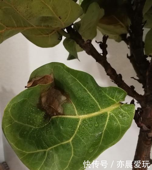 琴叶|琴叶榕冬天怎么养护?