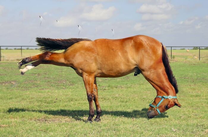 白雪公主!一组艺术家的疯狂照片拼贴画,白雪公主喝多也吐,建国的发现