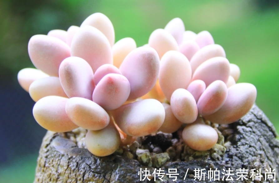 养多肉桃蛋,前提条件做好,做足“1多2少”,养出粉嫩“丸叶”