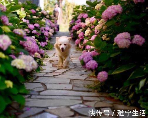 大花园|退休夫妻花4年改造自家老房,建3000㎡大花园,住在人间仙境里