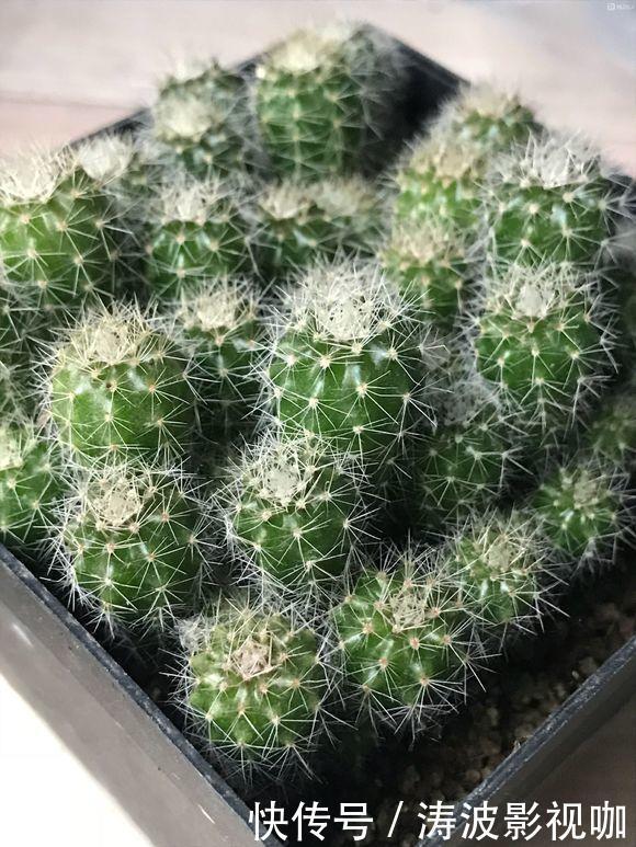 种花|常见的2种花,夏天多“切几刀”,才能呼呼冒“新芽”,翻倍的长