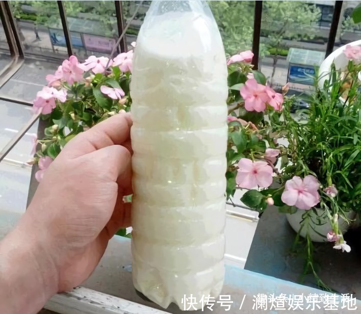 2种“废水”家家有，处理之后来浇花，根粗叶绿，半年不用施肥