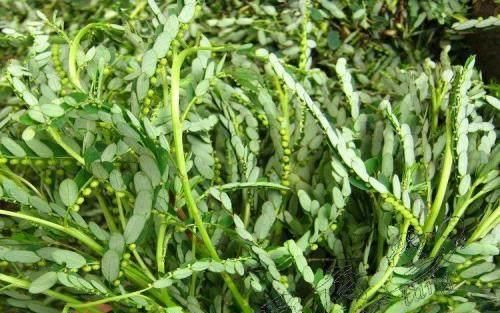 乡下这种野草，农村人拿它喂猪，却不知它能消炎止痛，治腹泻