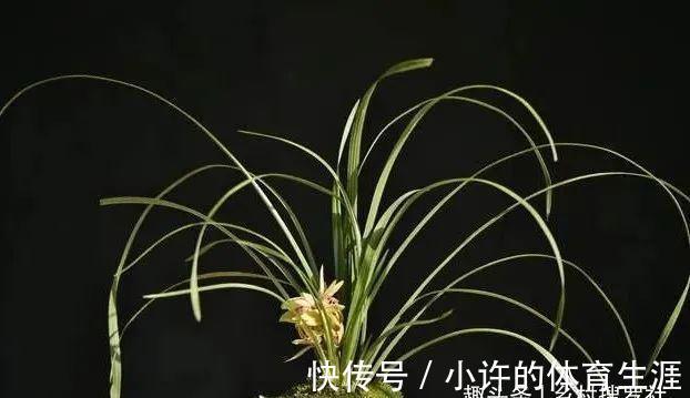 秋冬阳台养兰花,保湿是关键,可如果做错3件事,兰花喷雾会烂苗