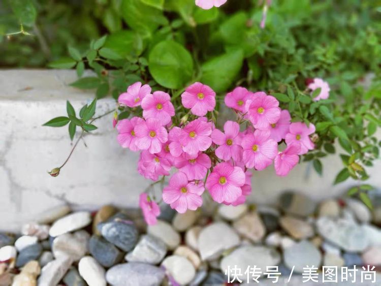 菜地|2年前买了个300㎡的露台，打造成屋顶花园，过上了田园生活