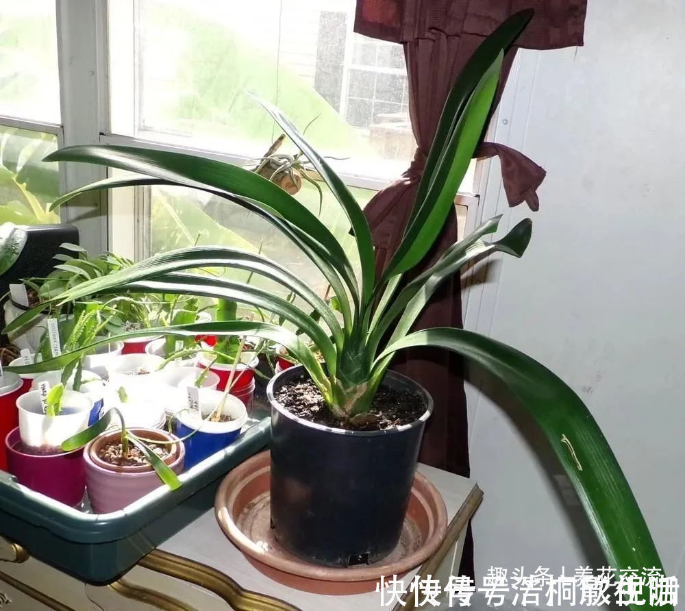 土面|为啥很多朋友在家里养不好君子兰,有可能一开始就买错了
