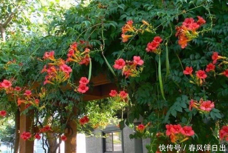 养人又旺财的“4种花”,开花吉祥富贵,美不胜收,你养了吗