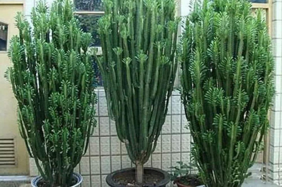 客厅再小也要养的“镇宅树”,随便养一株,下半年招财行大运!