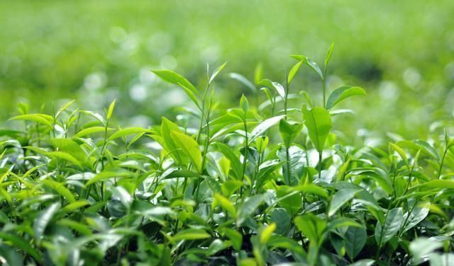 抹茶的世界你真的懂吗,走进其中,一起来看看吧