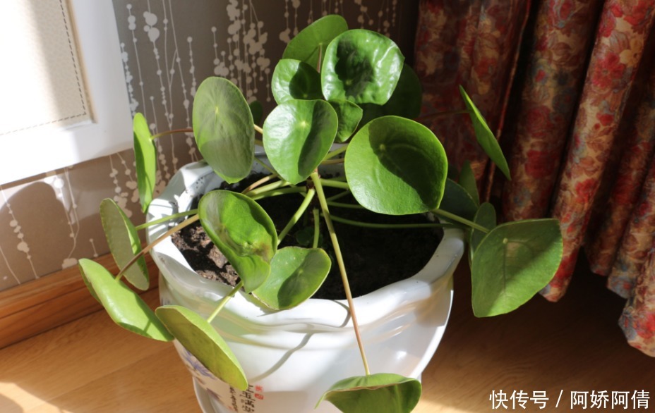 基础|光、肥、盆、水,作为养花的4大基础点,掌握住才养得好花