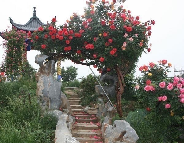 建议家有院子的别铺水泥!瞧瞧下图,真有才,街坊四邻纷纷效仿