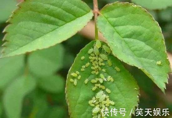 小花|月季冒出花蕾,却被“蚜虫”包围,学会这几招,1个月消灭病虫害