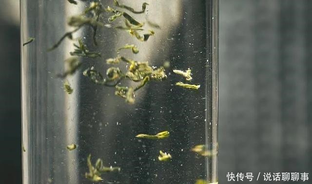 喝茶的三重境界，「懂」、「会」、「爱」你目前在哪重！