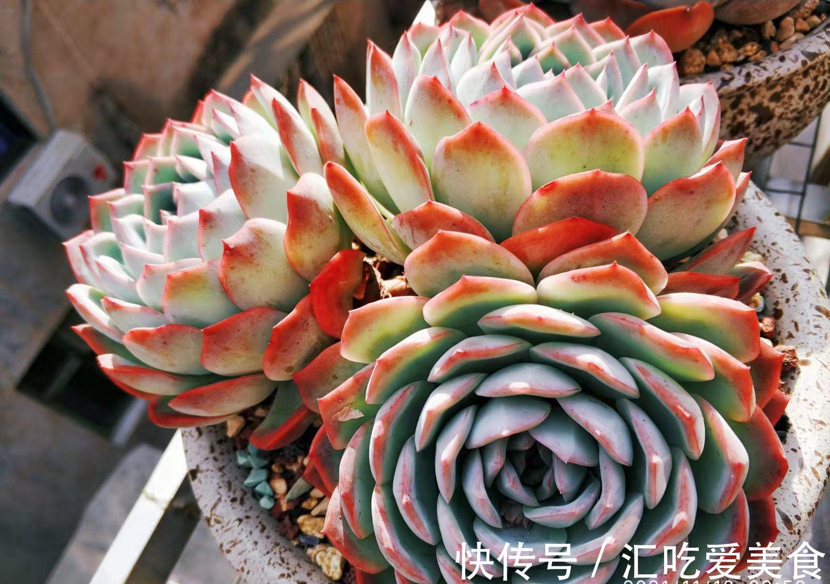 有些多肉我们会庆幸没有扔掉,因为经过岁月的沉淀,它突然就美了