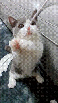 |搞笑GIF:妹子,难道你们这男厕所和女厕所不在一起?