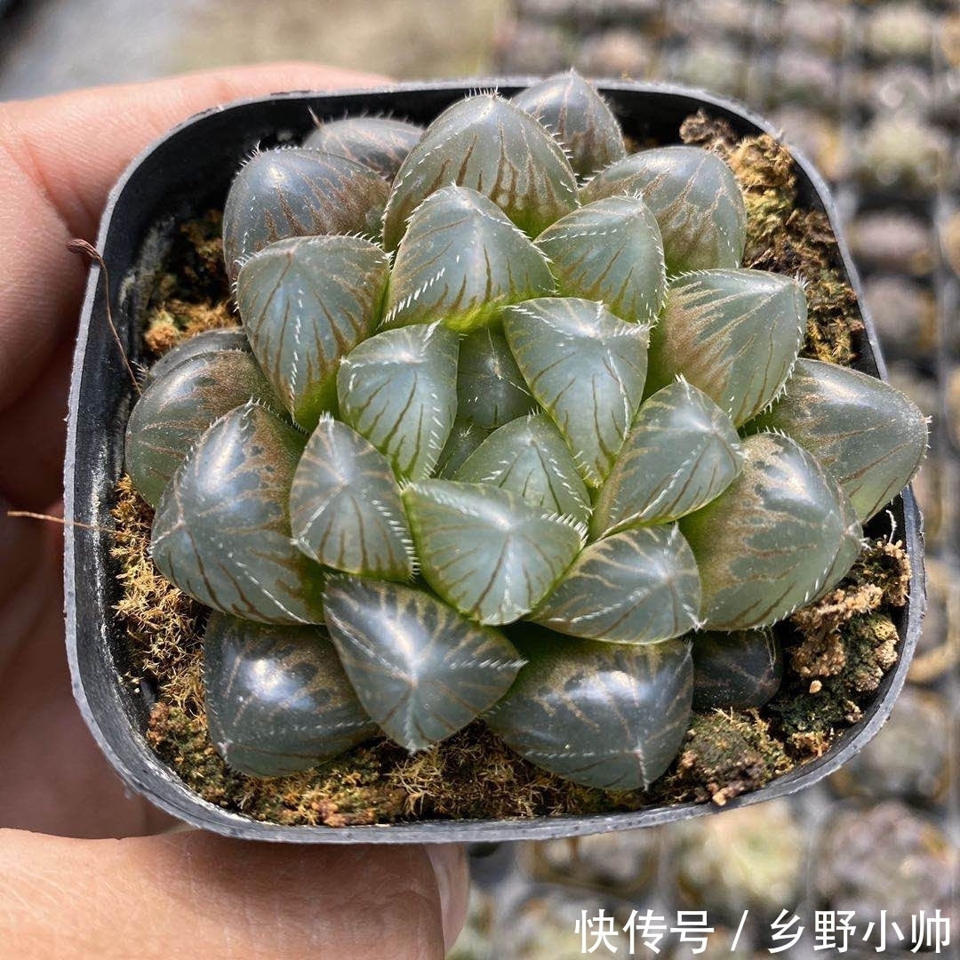 冬天室内就养它,叶型饱满,不徒长不褪色,状态满满