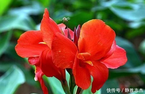 四种花适合放在客厅,长势好、花色艳,雍容华贵,养护简单!