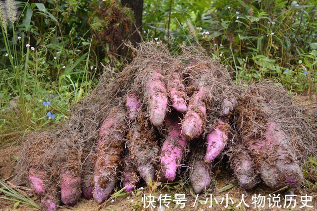 南方特有的山药脚板薯,酷似人脚板,曾是救命粮,如今山村才有