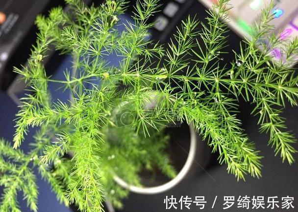 文竹|养盆文竹“困难户”，不发新芽不长个，改4个“毛病”一步窜新芽